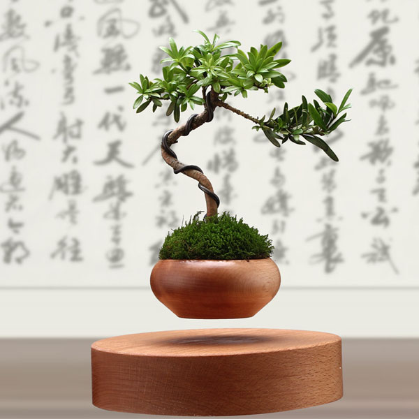 5Cgo 531139021587 飄浮磁懸浮盆栽空中盆景DIY植物實木擺件禮品花盆多肉植物植株客廳臥室書房辦公室桌面裝飾擺件擺設家飾 CHX82300